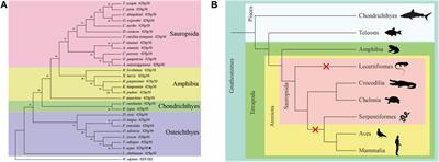 Expression and regulation of 42Sp50 in spotted scat (Scatophagus argus)